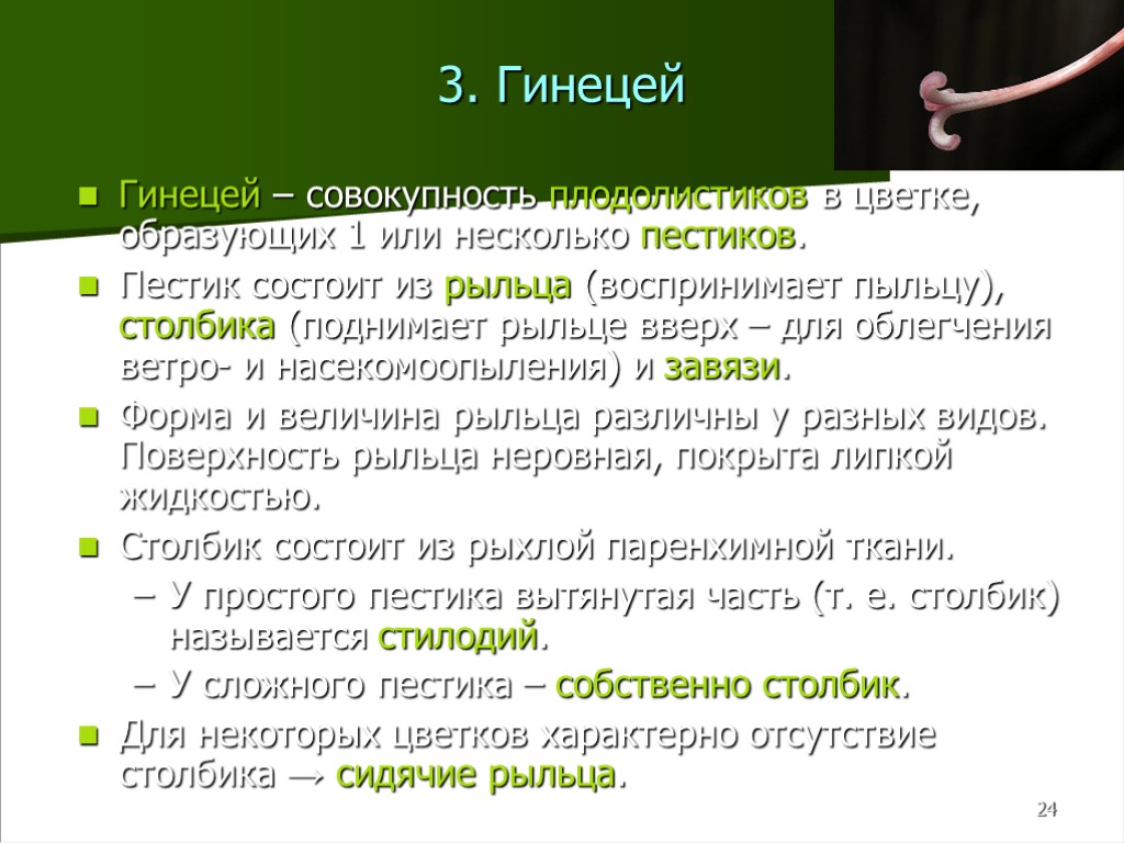 24 3. Гинецей Гинецей – совокупность плодолистиков в цветке, образующих 1 или несколько пестиков.